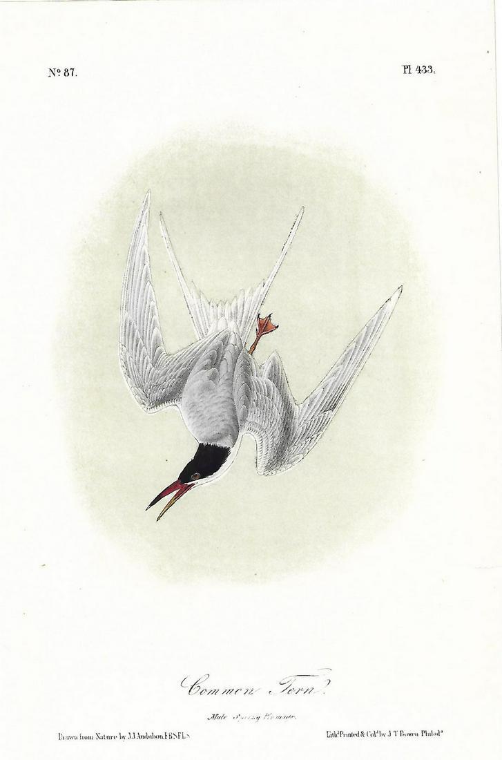 John J. Audubon-"The Birds of America"-Common Tern (1 of 1)