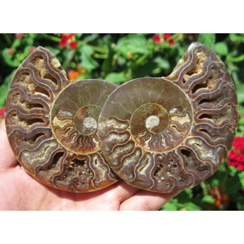 Pair ammonite fossil genuine stone mineral cretaceous (1 of 5)