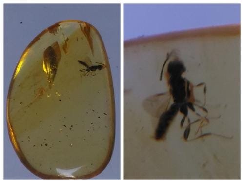100 MILL YEARS OLD BURMITE AMBER WITH WASP: Title: 100 MILL YEARS OLD BURMITE AMBER WITH WASP Origin: Hukawang Valley, Kachin State, Myanmar Size: 1.5x1x0.4 cm / 0.38 gram Description: clear yellow burmite amber with wasp inclusion Reserve: $8.
