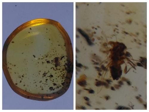 100 MILL YEARS OLD BURMITE AMBER WITH FLY: Title: 100 MILL YEARS OLD BURMITE AMBER WITH FLY Origin: Hukawang Valley, Kachin State, Myanmar Size: 1x0.95x0.2 cm / 0.17 gram Description: clear light yellow burmite amber with fly inclusion Reserve