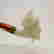 item-108681096=5