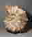 item-108747488=5