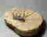 item-108747518=3