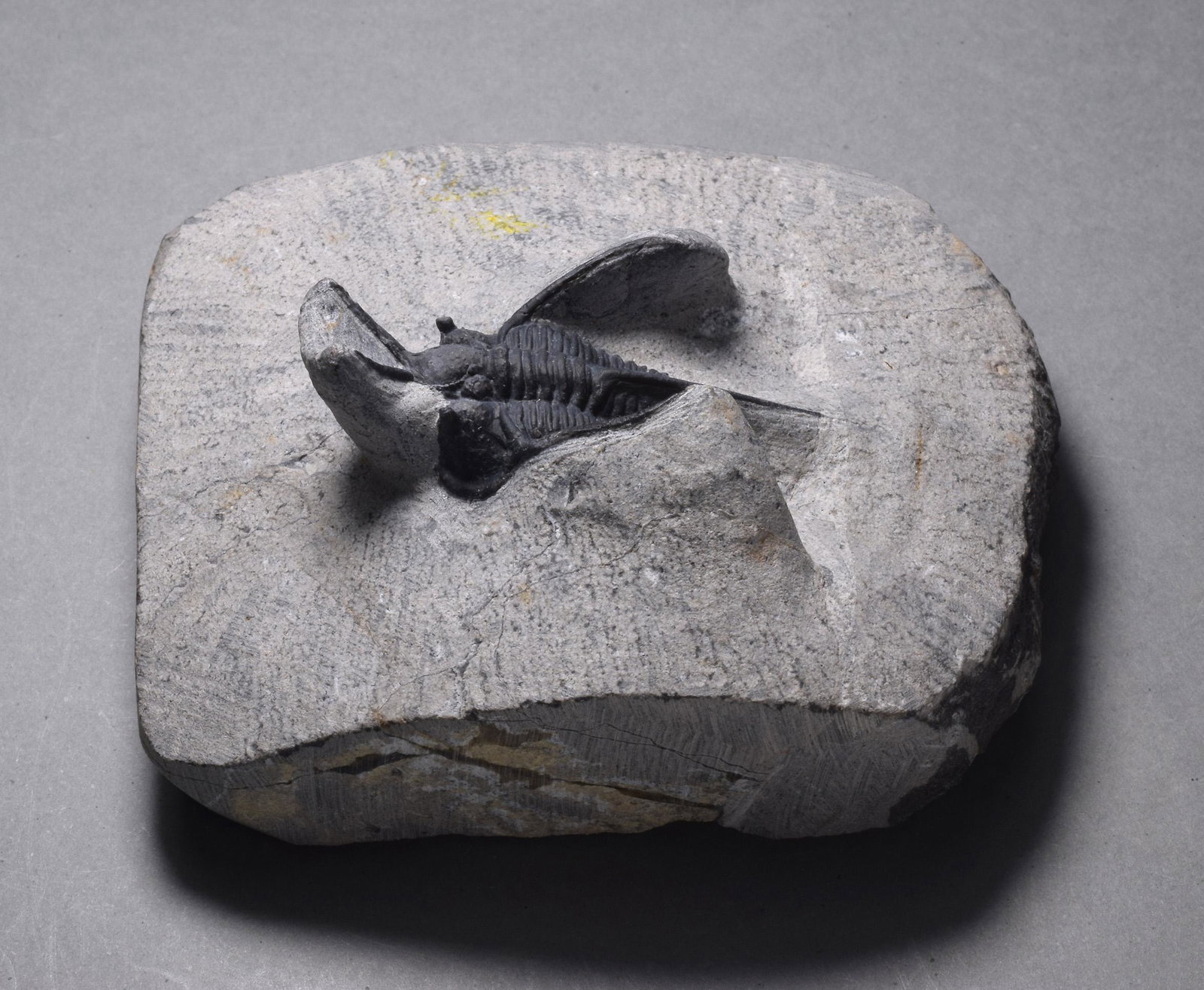 Fine spiny trilobite - Cyphaspis walteri (1 of 8)