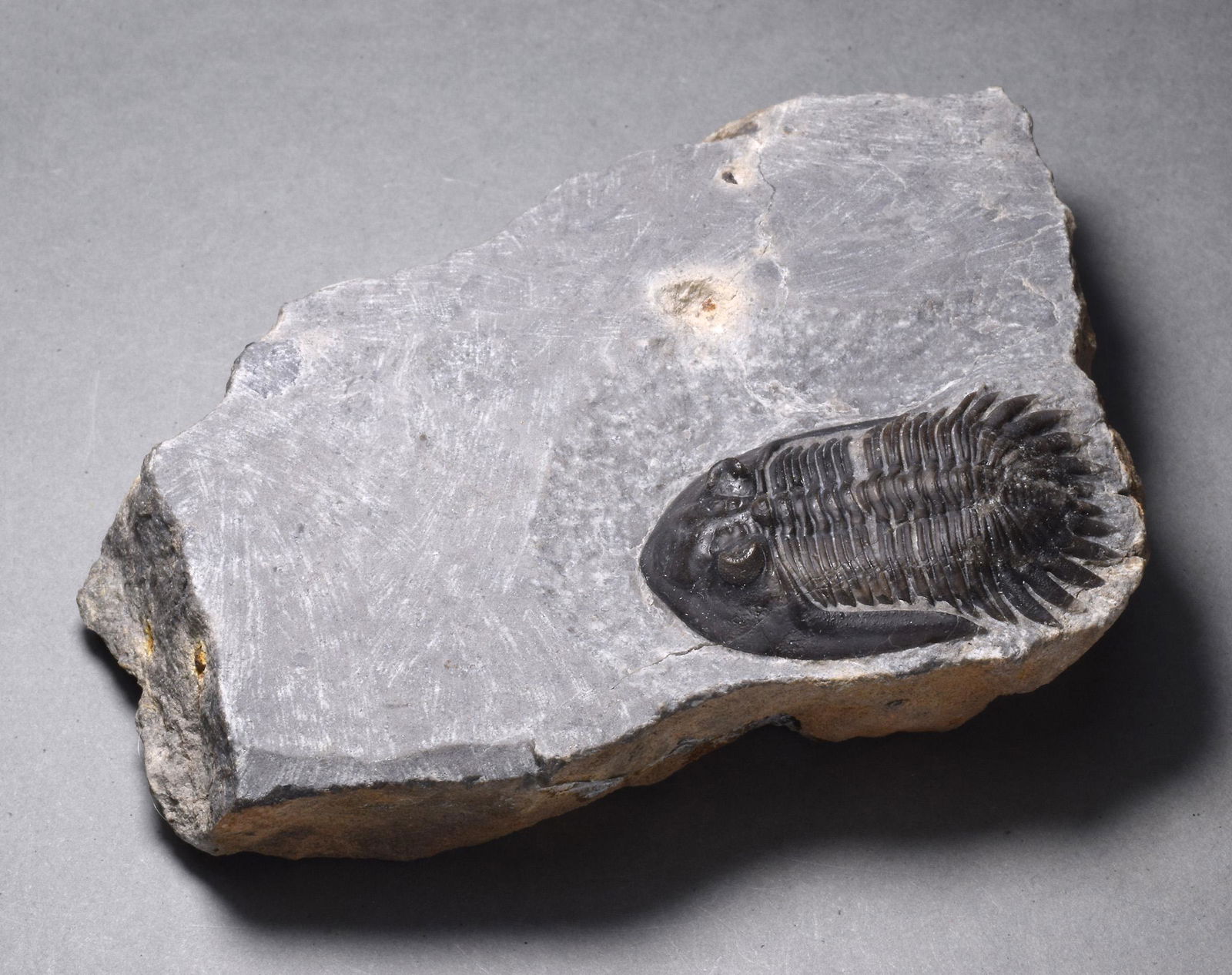 Beautiful rare trilobite - Mrakibina cattoi (1 of 8)