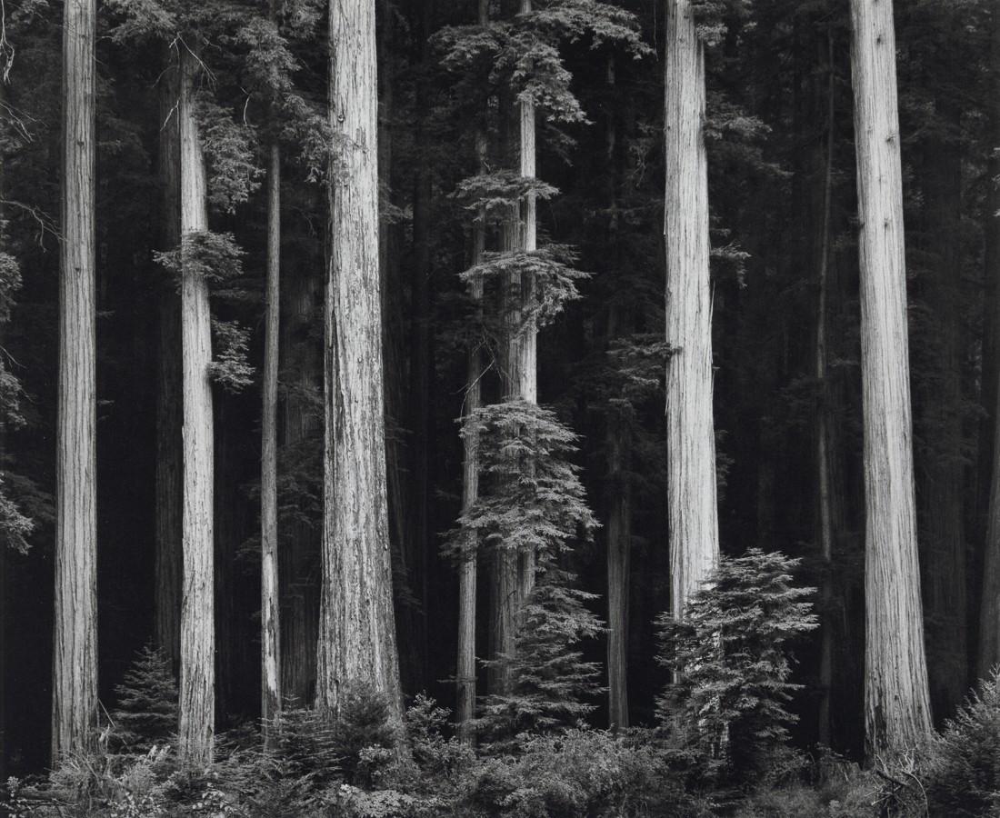 ANSEL ADAMS - Redwoods, Bull Creek Flat, 1960 (1 of 1)