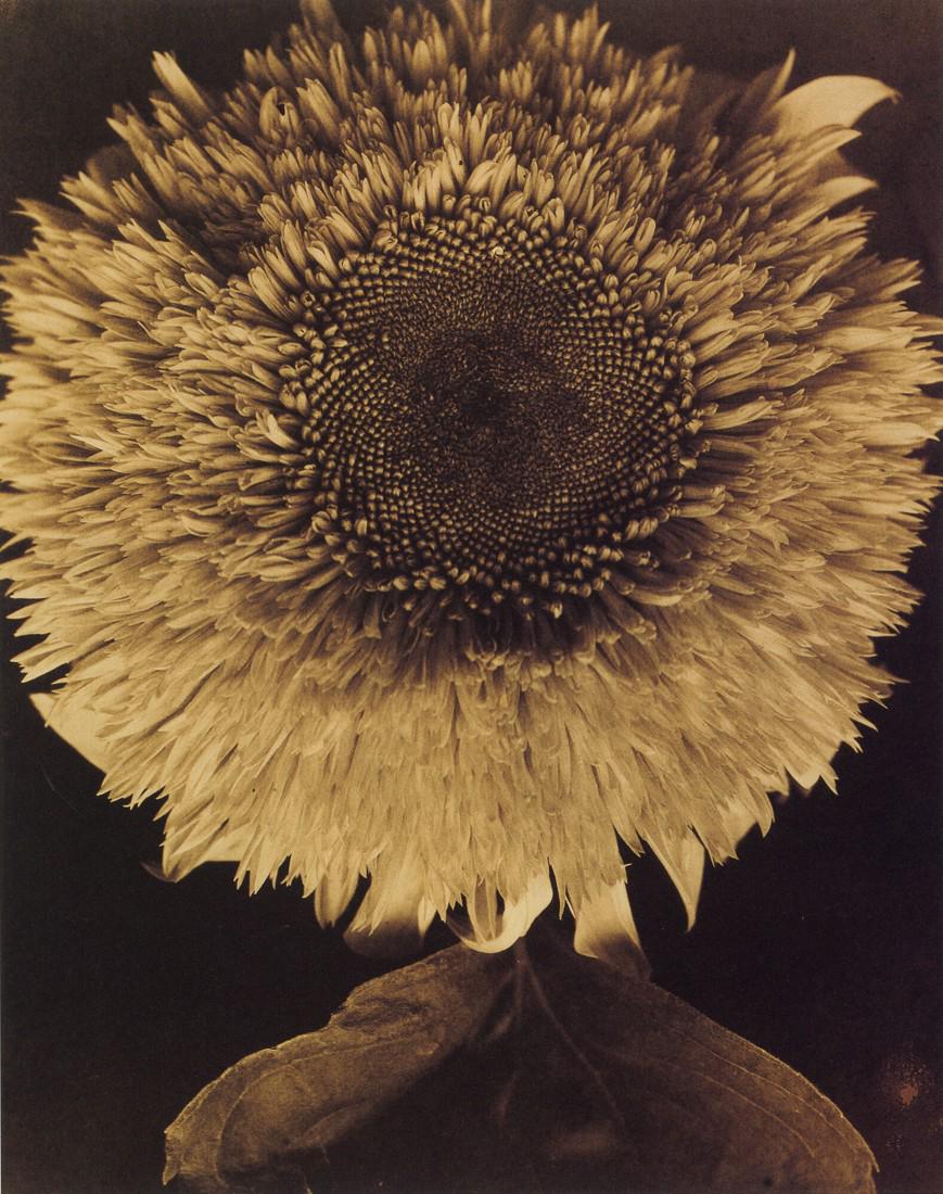 EDWARD STEICHEN - Double Sunflower, 1920 (1 of 1)