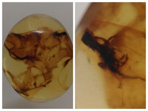 100 MILL YEARS OLD BURMITE AMBER WITH PLANT & INSECT: Title: 100 MILL YEARS OLD BURMITE AMBER WITH PLANT & INSECT Origin: Hukawang Valley, Kachin State, Myanmar Size: 1.8x1.5x0.4 cm / 0.69 gram Description: clear yellow burmite amber with plant and insec