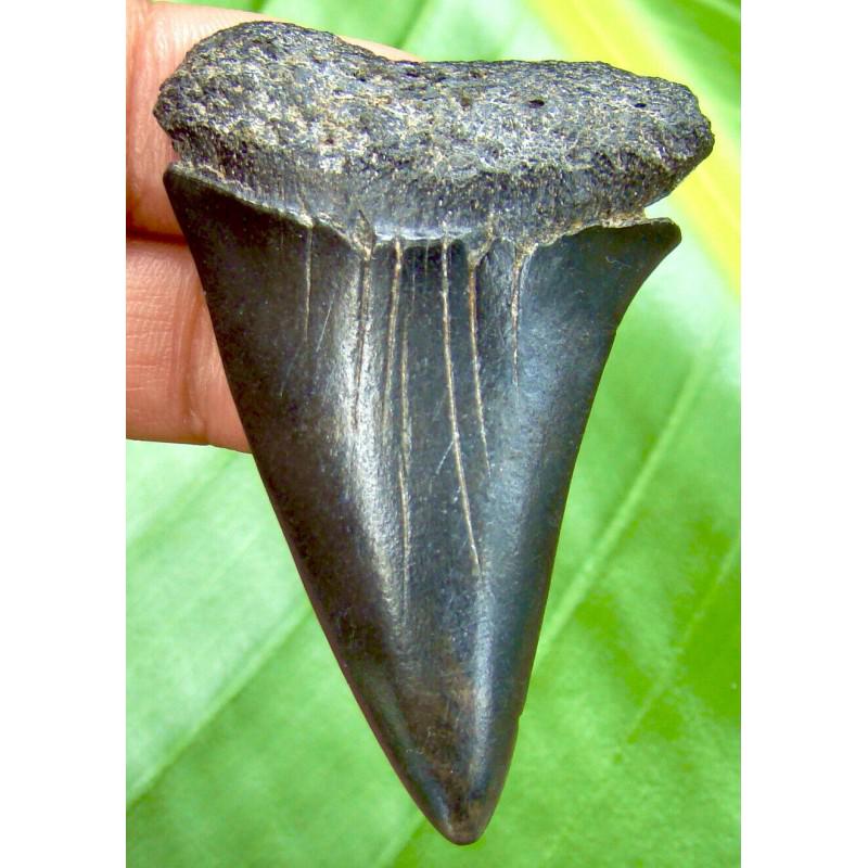 Fossil shark tooth fish relics genuine megalodon: Name: Fossil Shark Tooth Size: 2,1 inch (54 mm) Shark is one of the most ancient predators. Most nations revered sharks for their strength, invulnerability and fearlessness. In Japanese culture, the s