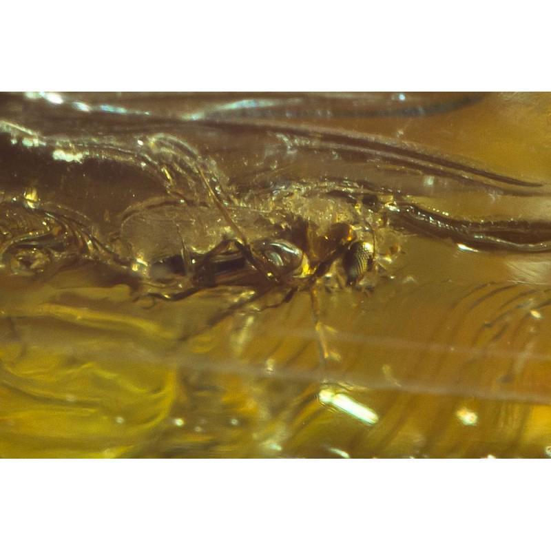 Baltic amber pendant inclusions insect fly beetle (1 of 14)