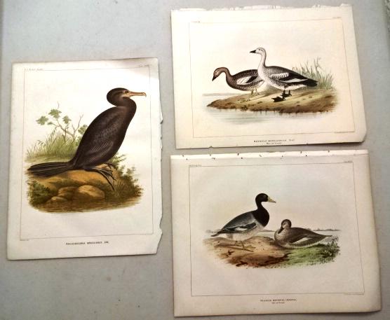 1855 Fine Colored Plates of Chilean Water Birds (1 of 2)