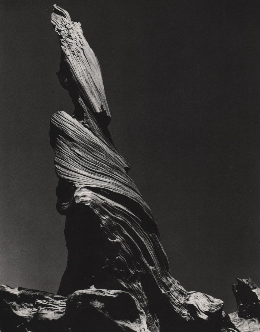EDWARD WESTON - Snag, Point Lobos,1930 (1 of 1)