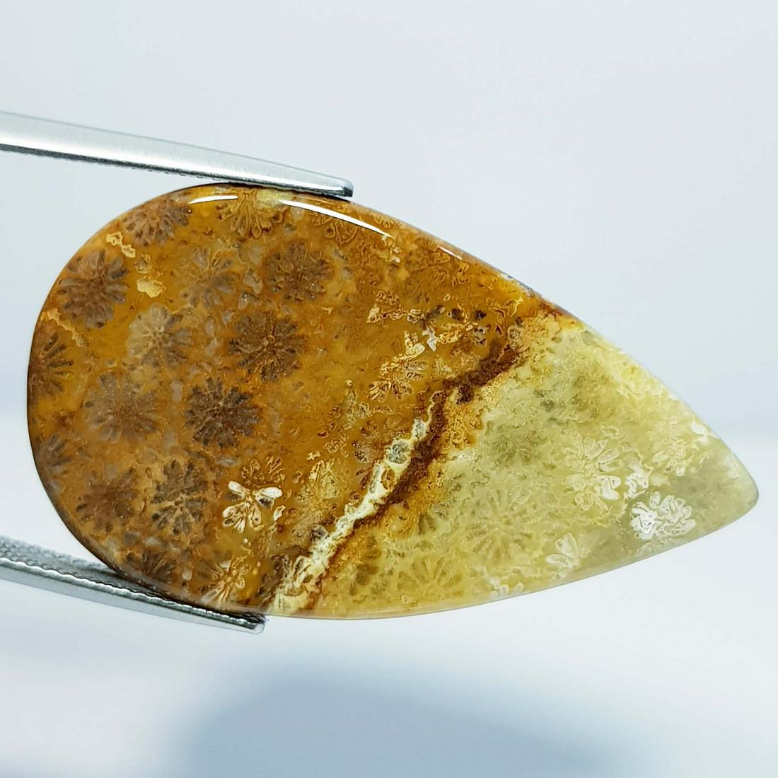 38.48 ct Natural Fossil Coral: No Reserve! Title: 38.48 ct Natural Fossil Coral Color/Clarity: Opaque Gemstones: Loosegemstone Carat Weights: 38.48 Size/Dimensions: 39.30 x 23.10 x 5.45 Additional Information: Pear - Brazil Shippin