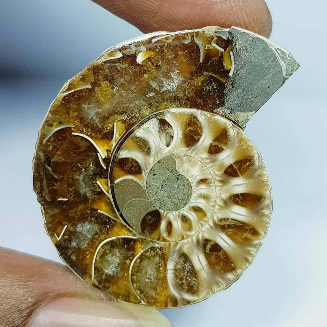 59.15 ct Natural Ammonite (1 of 5)