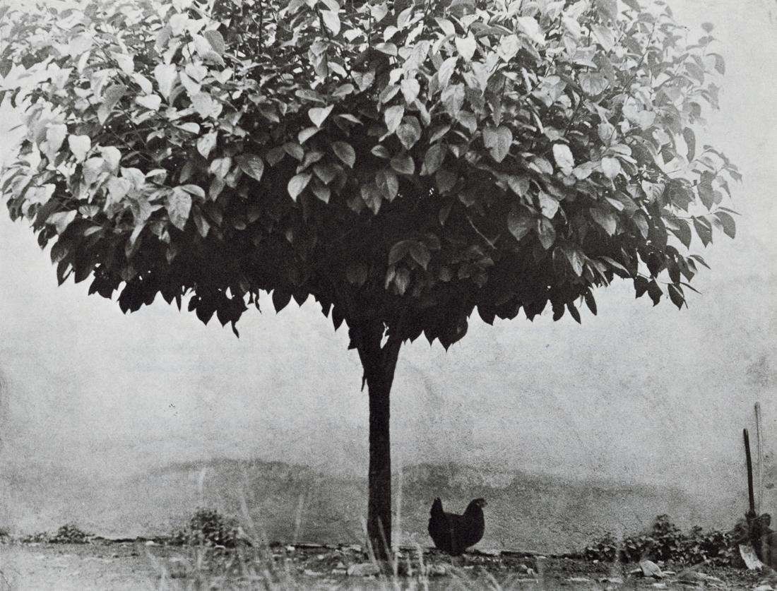 EDOUARD BOUBART - Chicken and Tree, 1951: Artist: Edouard Boubart Title: Chicken and Tree, 1951 Medium: Photo Litho, 1980, USA Dimensions: 7.45x5.7" Description: Heat Wax Mounted on 8.5x11" Conservation Board Artist Bio: Edouard Boubat (1923-