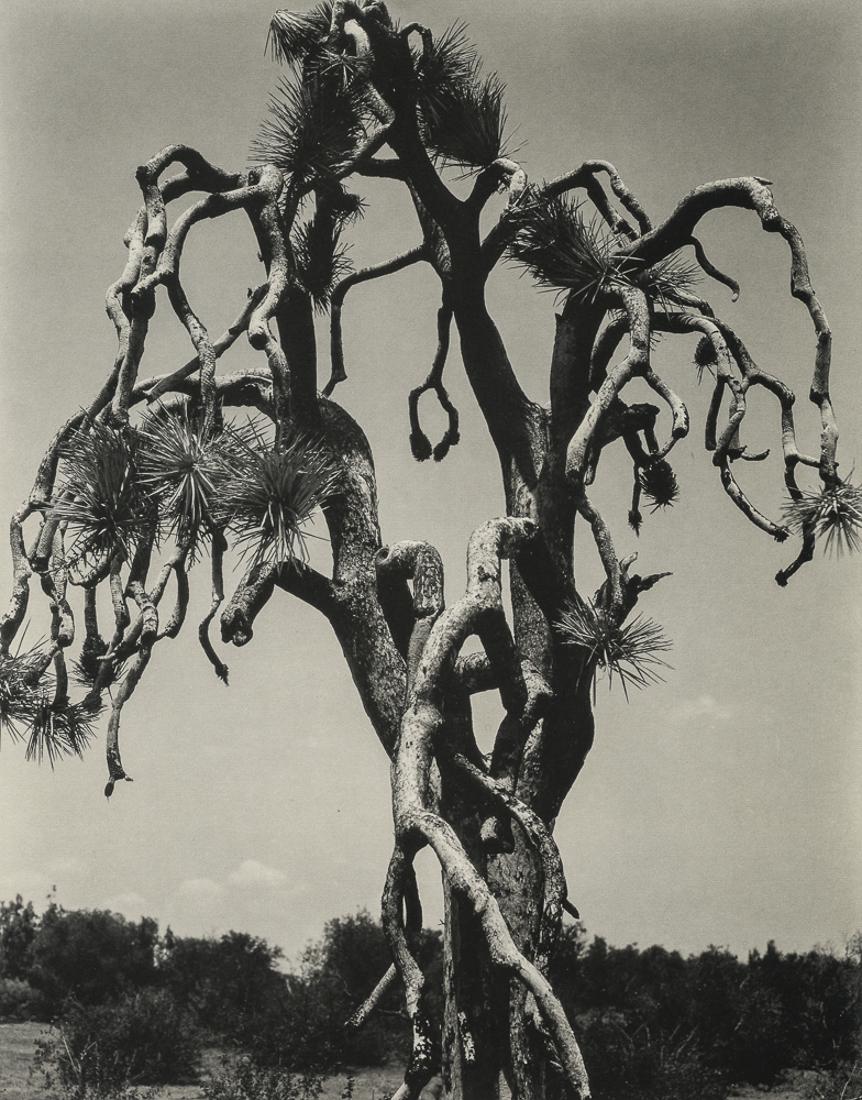 EDWARD WESTON - Joshua Tree - Mojave Desert, 1928 (1 of 1)