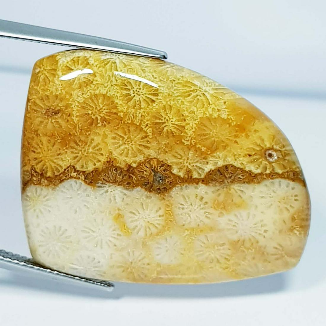 51.20 ct Natural Fossil Coral (1 of 5)