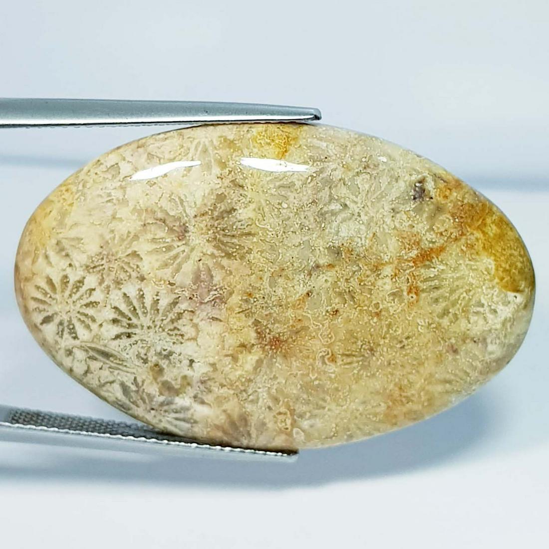 50.10 ct Natural Fossil Coral: No Reserve! Title: 50.10 ct Natural Fossil Coral Color/Clarity: Opaque Gemstones: Loosegemstone Carat Weights: 50.1 Size/Dimensions: 38.50 x 24.80 x 7.00 Additional Information: Oval - Brazil Shipping