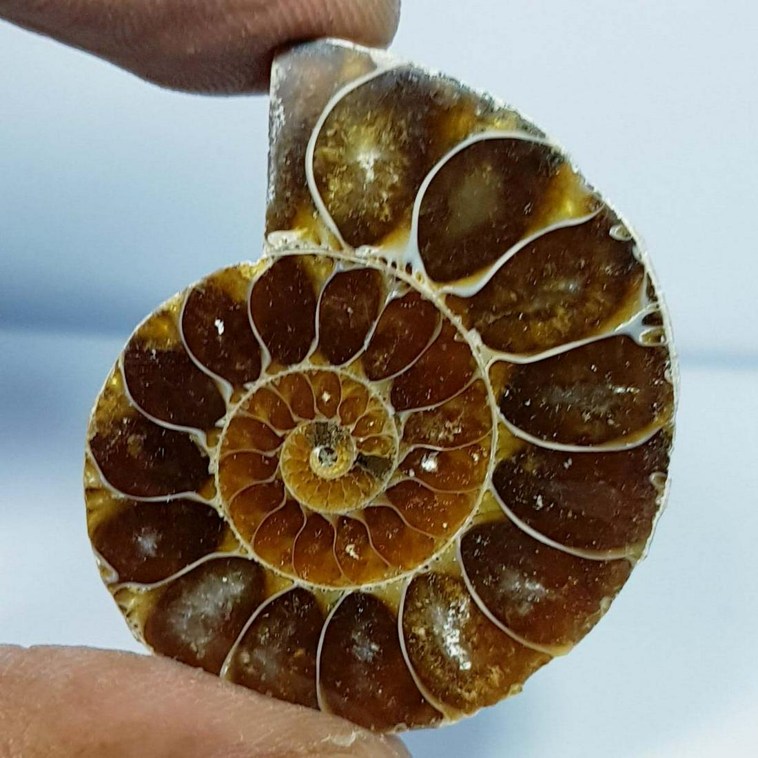 63.75 ct Natural Ammonite (1 of 5)