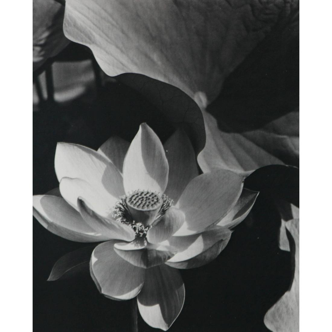 EDWARD STEICHEN - Lotus. Mt. Kisco, New York, 1915.: Artist: EDWARD STEICHEN Print Title: Lotus. Mt. Kisco, New York, 1915. Medium: Sheet-fed Gravure Printing Date: 1960's Printed in Switzerland Image Size approx: 8.5 x 6.5 inches Edward Jean Steichen (