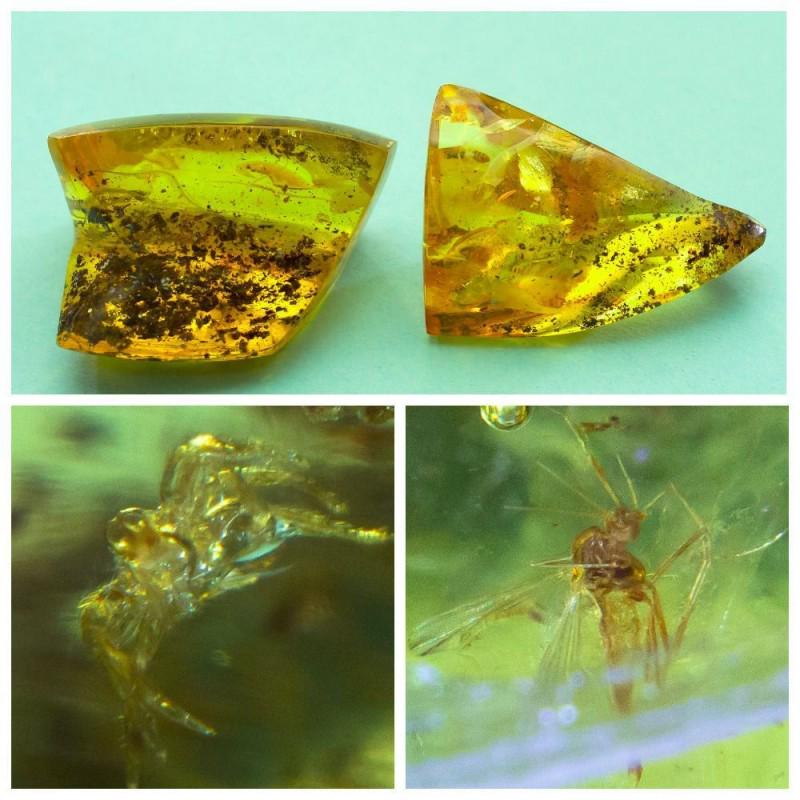 54g Inclusions in natural Baltic amber spider Fly (1 of 11)
