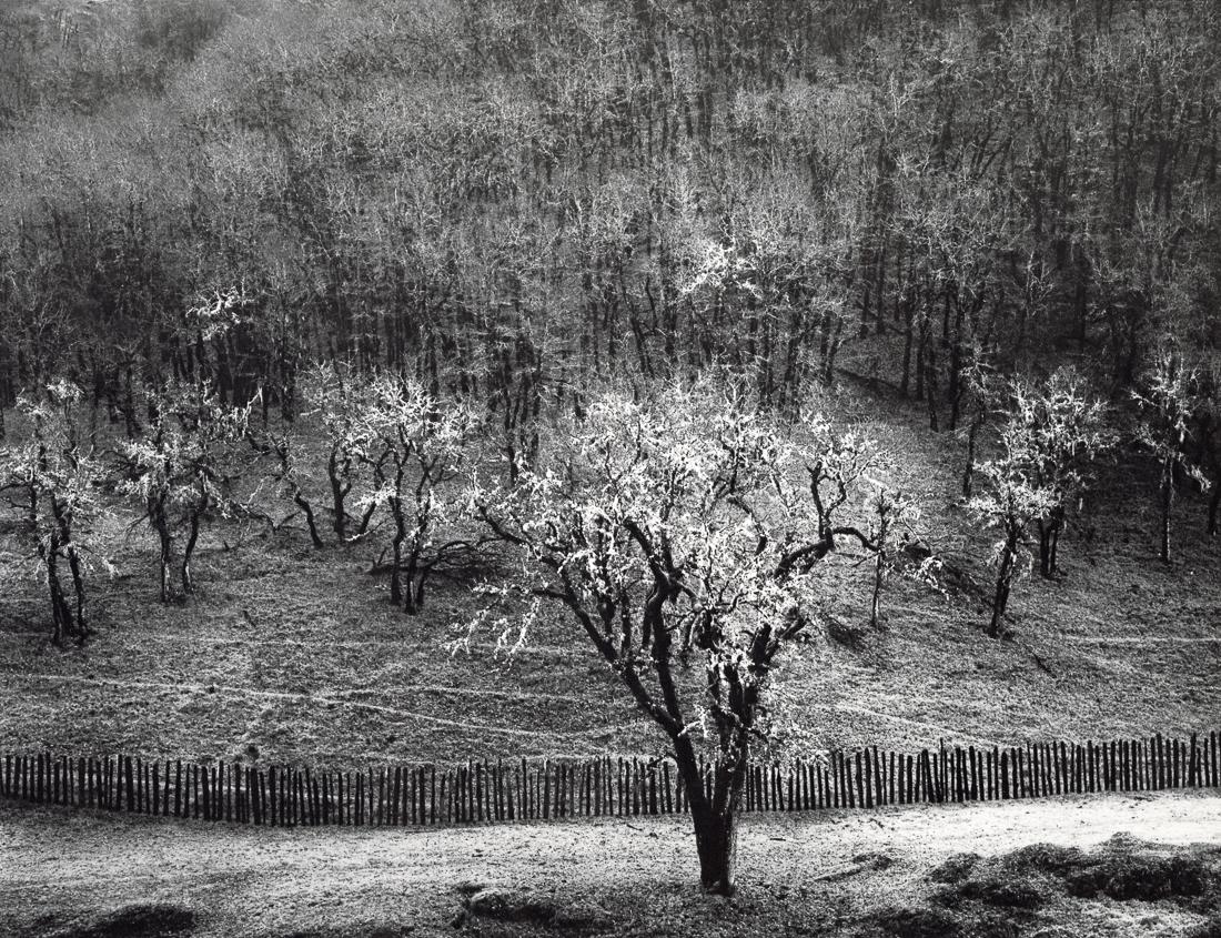 ANSEL ADAMS - Oak, Tree, Rain, Sonoma County, 1960 (1 of 1)