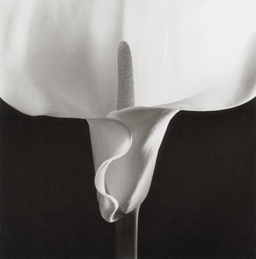 ROBERT MAPPLETHORPE - Calla Lily, 1988 (1 of 1)