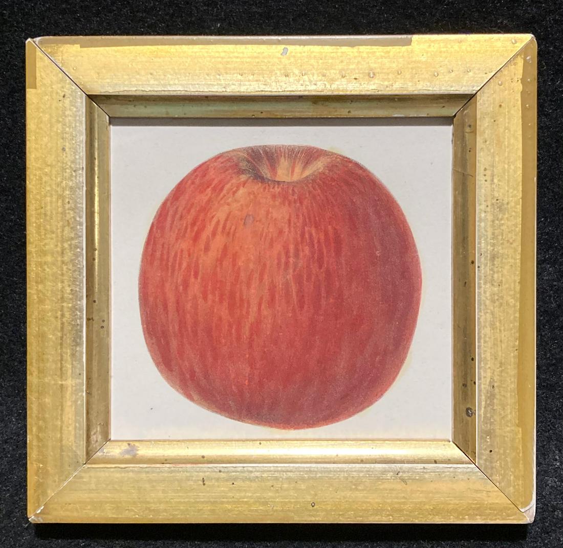 1844 Hand Colored Red Apple Engraving (1 of 2)
