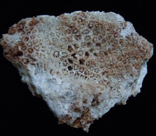 CORAL FOSSIL (1 of 7)