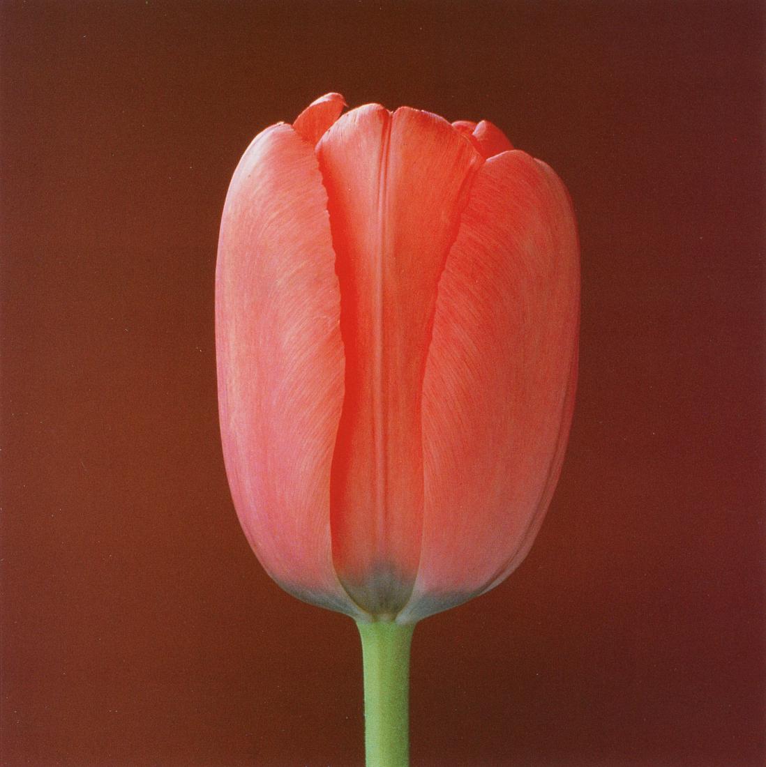 ROBERT MAPPLETHORPE - Tulip, 1988 (1 of 1)