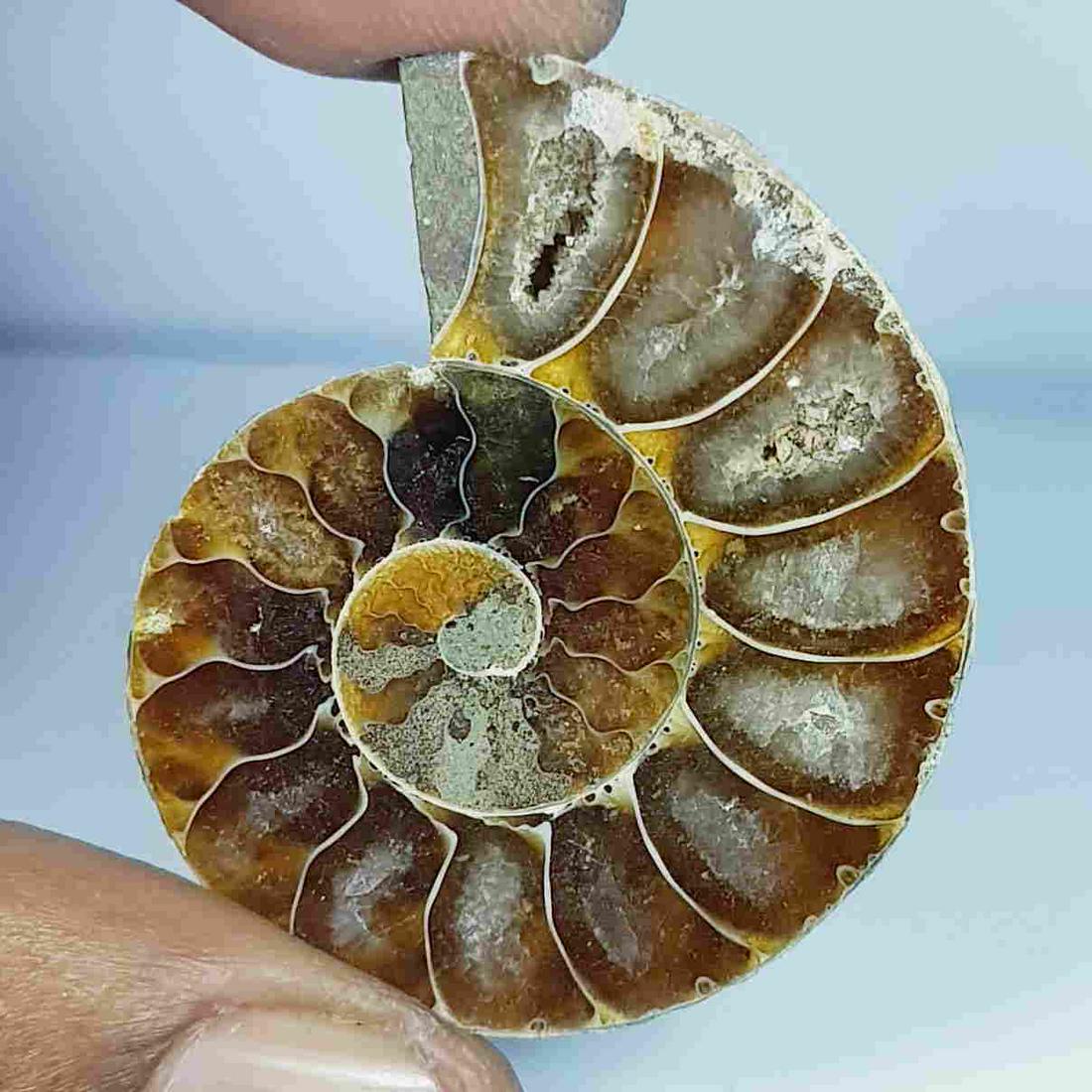64.28 ct Natural Ammonite (1 of 5)
