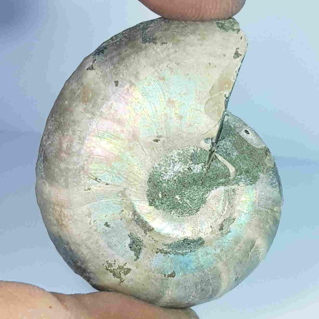 87.33 ct Natural Ammonite (1 of 5)