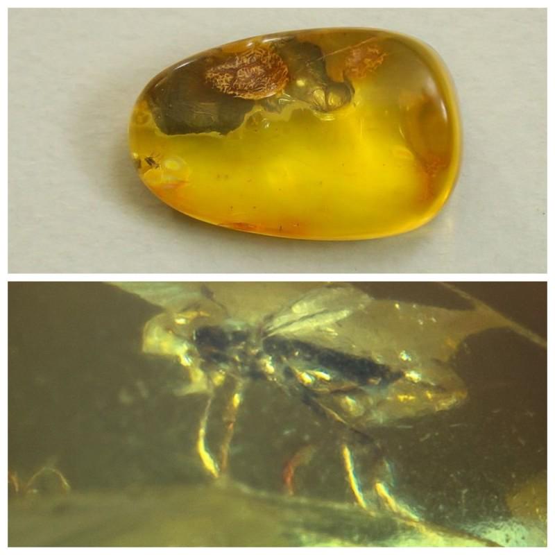 Natural Baltic amber inclusion insect fly (Diptera) raw (1 of 14)