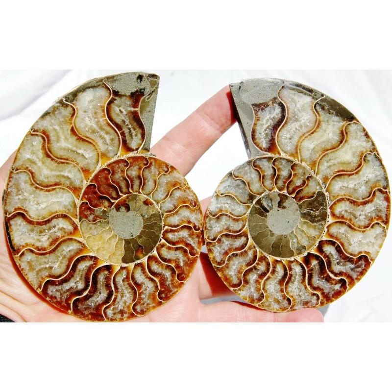 Polished fossil pair of ammonite genuine reliquiae (1 of 4)