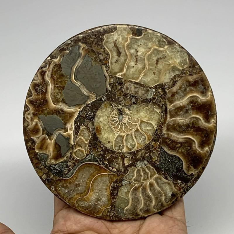 Ammonite fossil round petrifaction reliquiae natural: Name: Ammonite Fossil Size: 4,4 inch (112 mm) x 0,4 inch (10 mm) Weight: 7,2 oz (205 g) Ammonite was considered by the ancients as a symbol of time, allowing to open the gift of foresight. A successfu