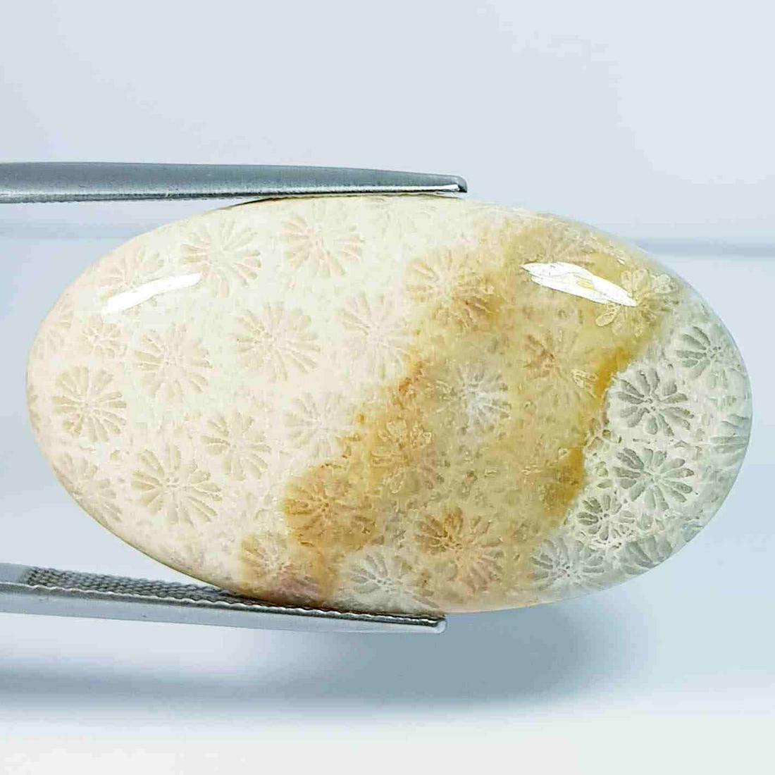 38.05 ct Natural Fossil Coral: No Reserve! Title: 38.05 ct Natural Fossil Coral Color/Clarity: Opaque Carat Weight: 38.05 Size/Dimensions: 36.35 x 21.25 x 5.80 Additional Information: Oval - Brazil Shipping: Domestic: Flat-rate of