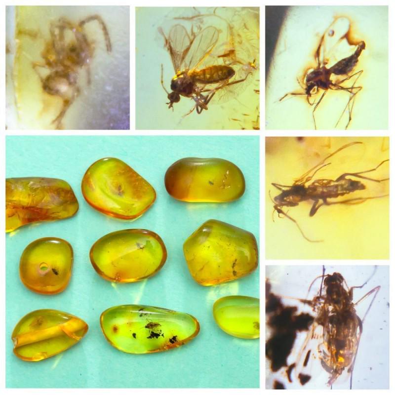 atural Baltic amber, 9 Gemstones insects spider, Fly (1 of 13)