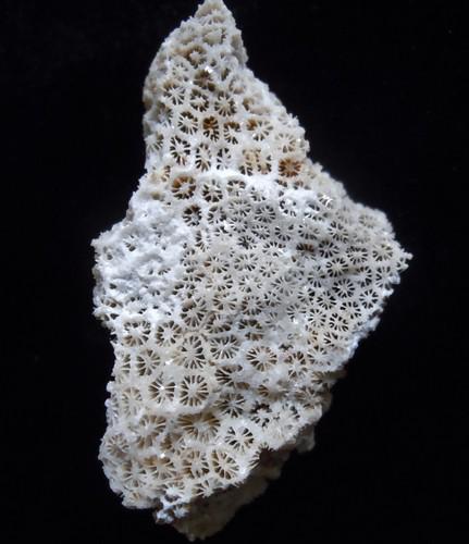 CORAL FOSSIL: Title: CORAL FOSSIL Origin: Panglao, Bohol, Visayas, Philippinies Size: 5x3x3 cm / 47 gram Description: calcite crystals replacing fossil corals Reserve: $5.00 Shipping: Domestic: Flat-rate of $6.00 t