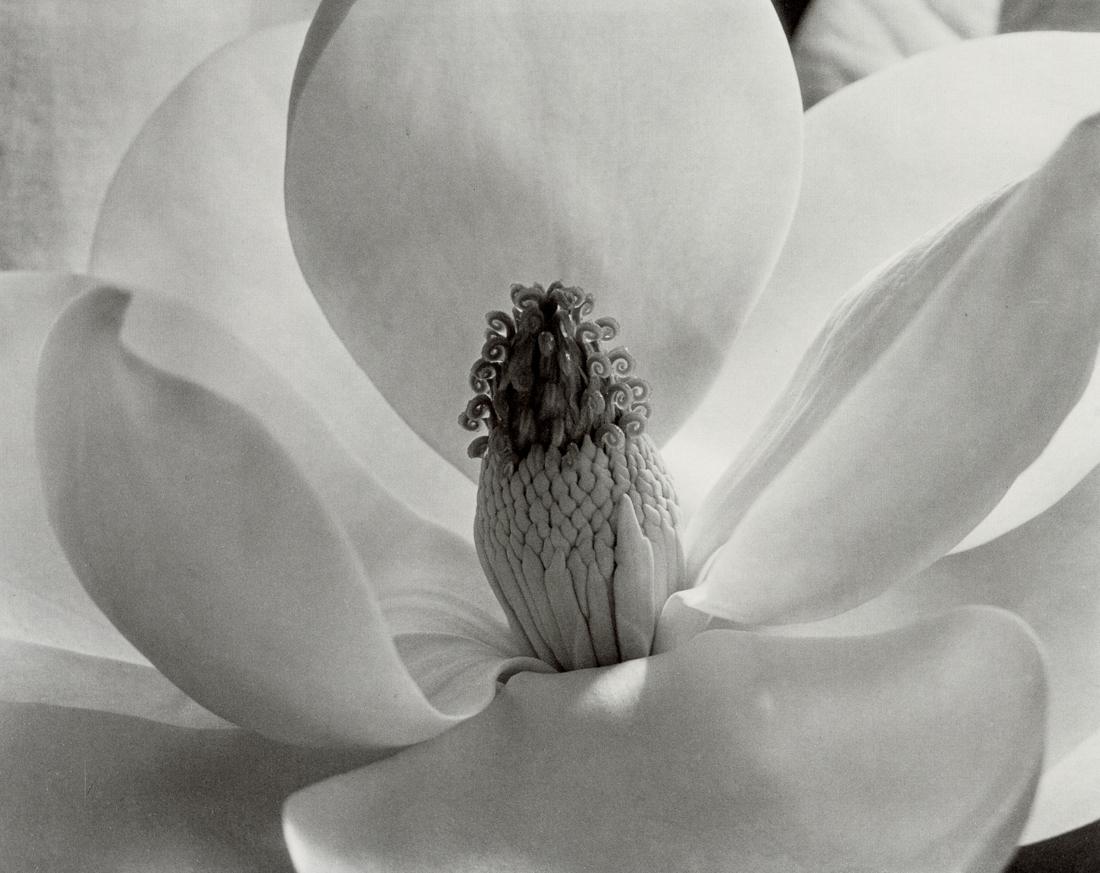 IMOGEN CUNNINGHAM - Magnolia Blossom, 1925: Artist: Imogen Cunningham Title: Magnolia Blossom, 1925 Medium: Photo Litho, 1998, Italy Dimensions: 7.5x5.95" Description: Heat Wax Mounted on 8.5x11" Conservation Board Artist Bio: Imogen Cunningham