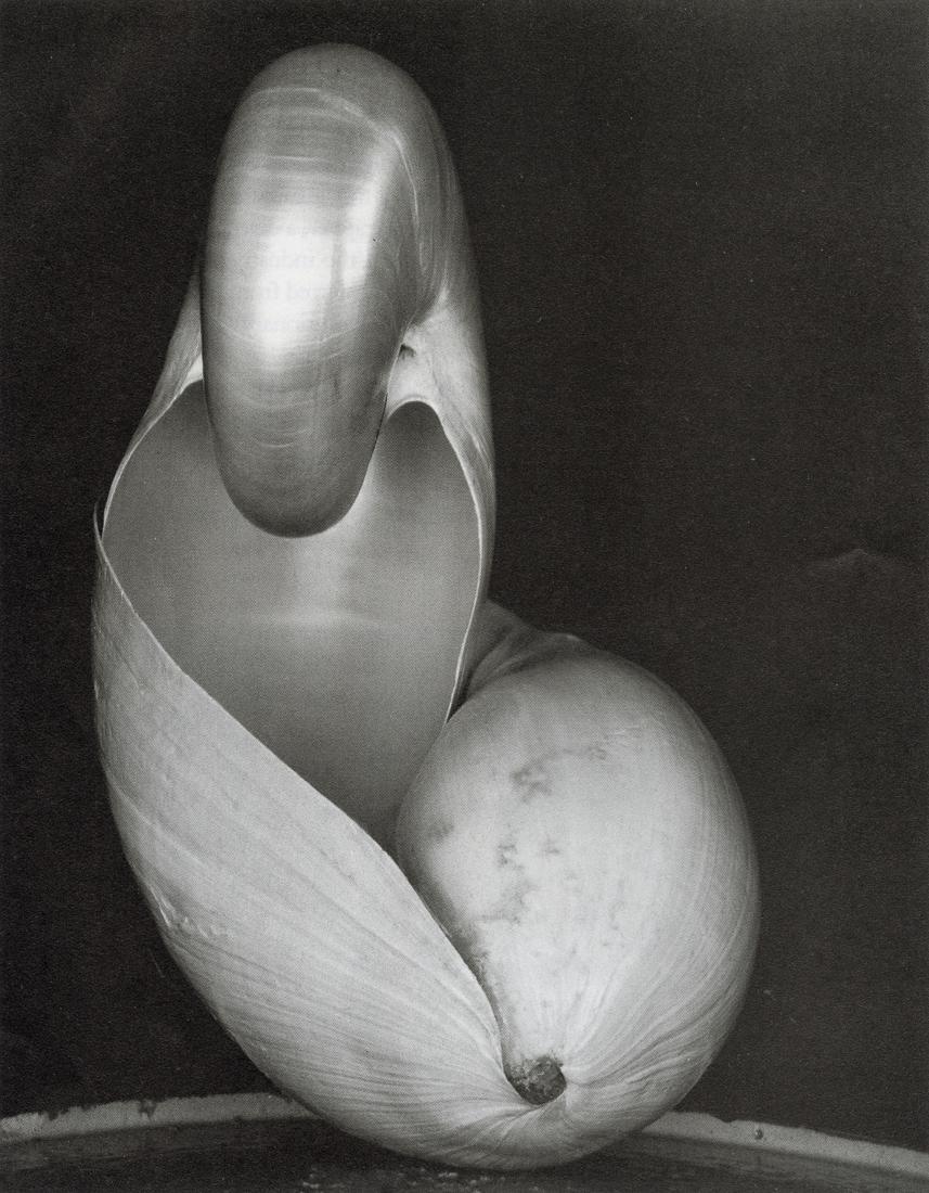 EDWARD WESTON - Shells, 1927: Artist: Edward Weston Title: Shells, 1927 Medium: Duotone Photo Litho, 1984, Japan Dimensions: 5.25x6.75" Description: Heat Wax Mounted on 8.5x11" Conservation Board Artist Bio: Edward Henry Weston wa