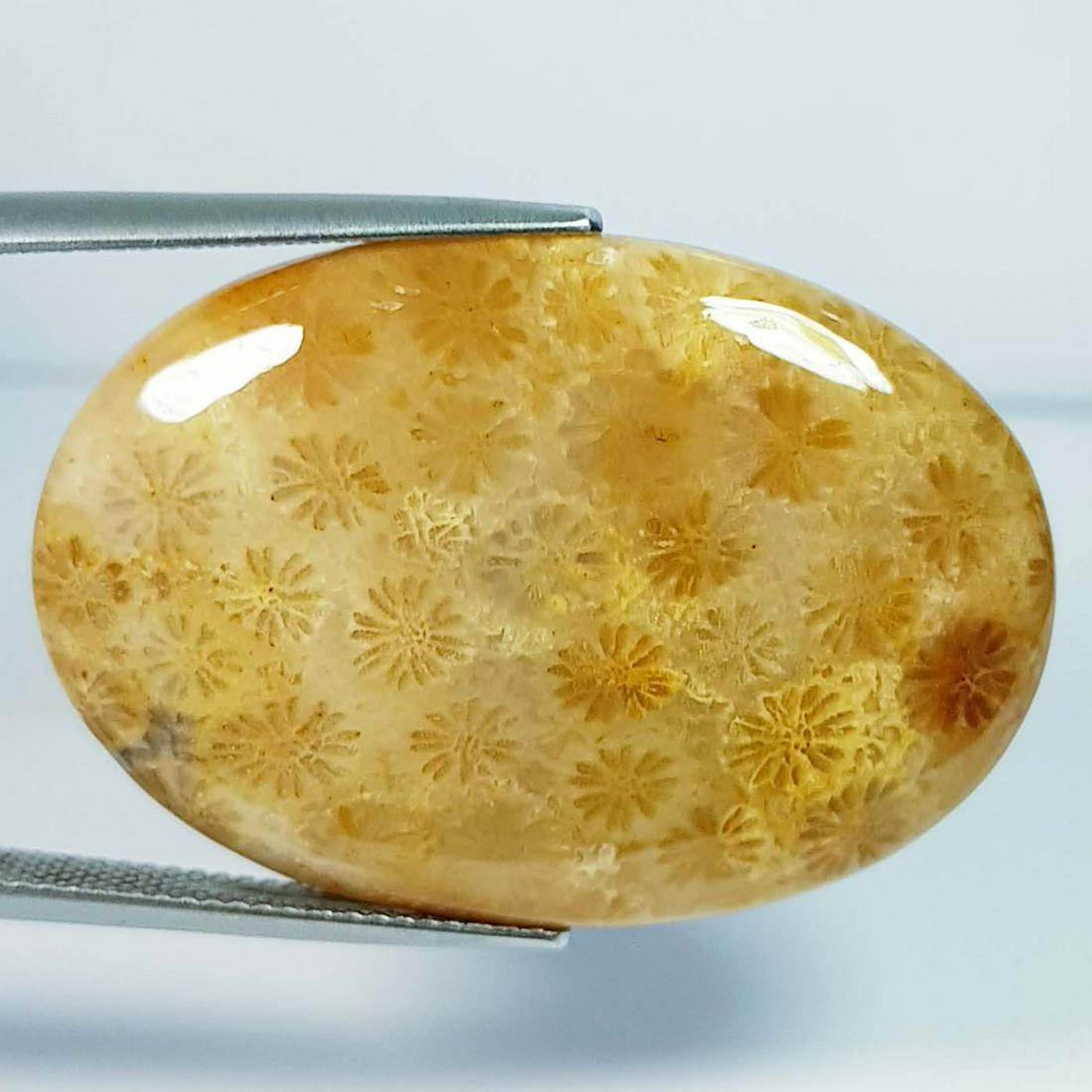 39.30 ct Natural Fossil Coral (1 of 5)
