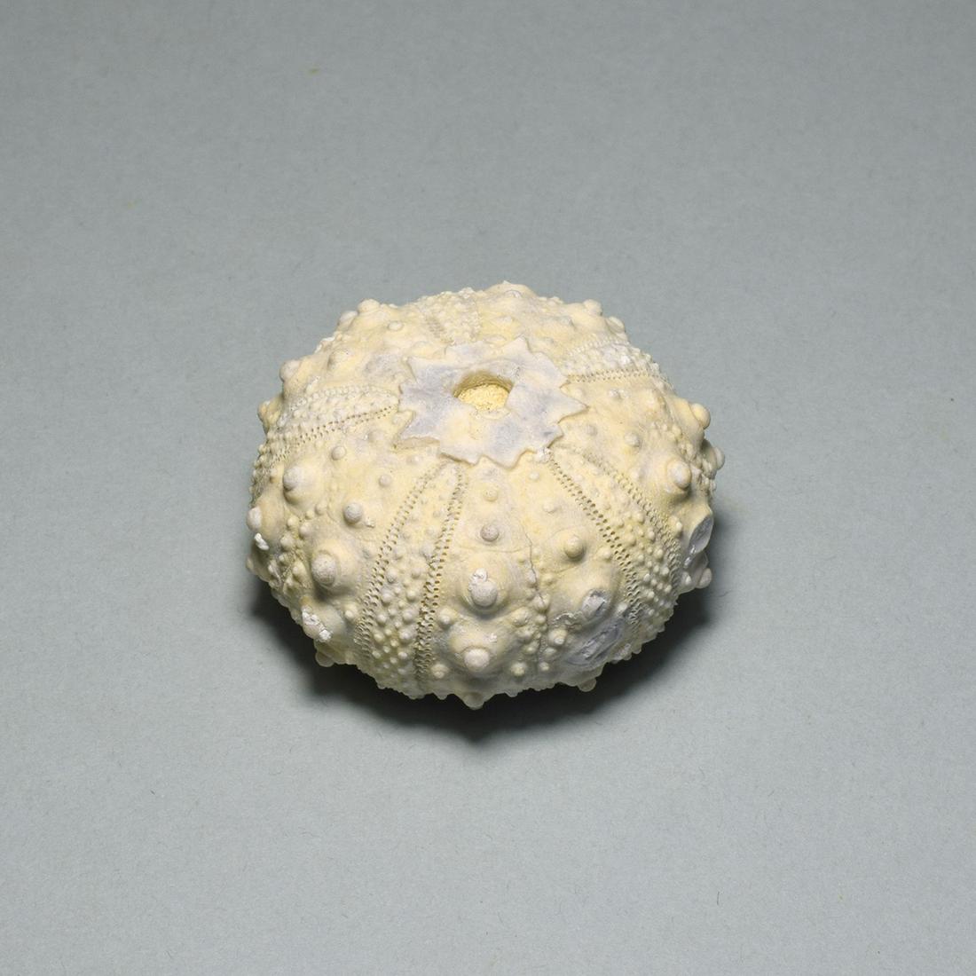 Fine Fossil Echinoid - Goniopygus menardi (1 of 4)