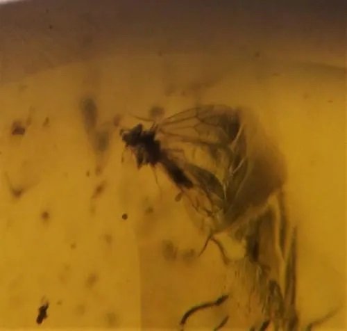 100 MILL YEARS OLD BURMITE AMBER WITH FLY (1 of 6)