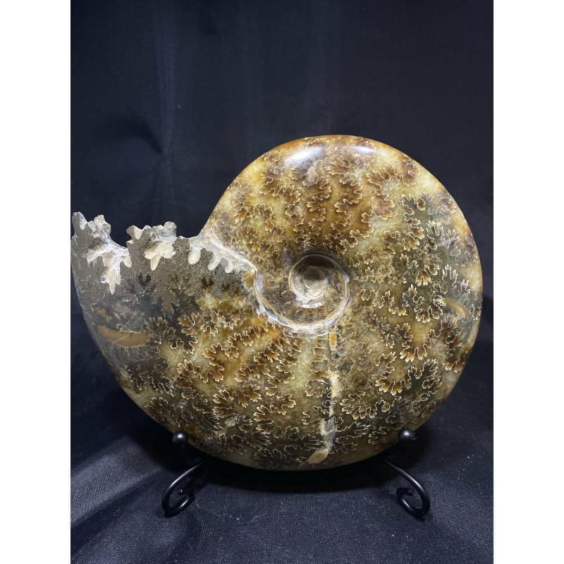 Fossil ammonite natural relics organic gemstone large (1 of 5)