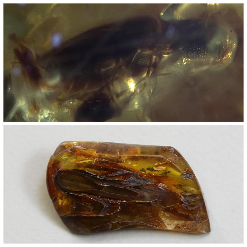 9.3 g. Natural Baltic amber inclusion insect vintage (1 of 9)