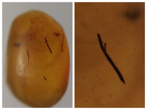 100 MILL YEARS OLD BURMITE AMBER WITH PLANT LEAF: Title: 100 MILL YEARS OLD BURMITE AMBER WITH PLANT LEAF Origin: Hukawang Valley, Kachin State, Myanmar Size: 1.25x0.8x0.4 cm / 0.27 gram clear yellow burmite amber with plant leaf inclusion Reserve: $