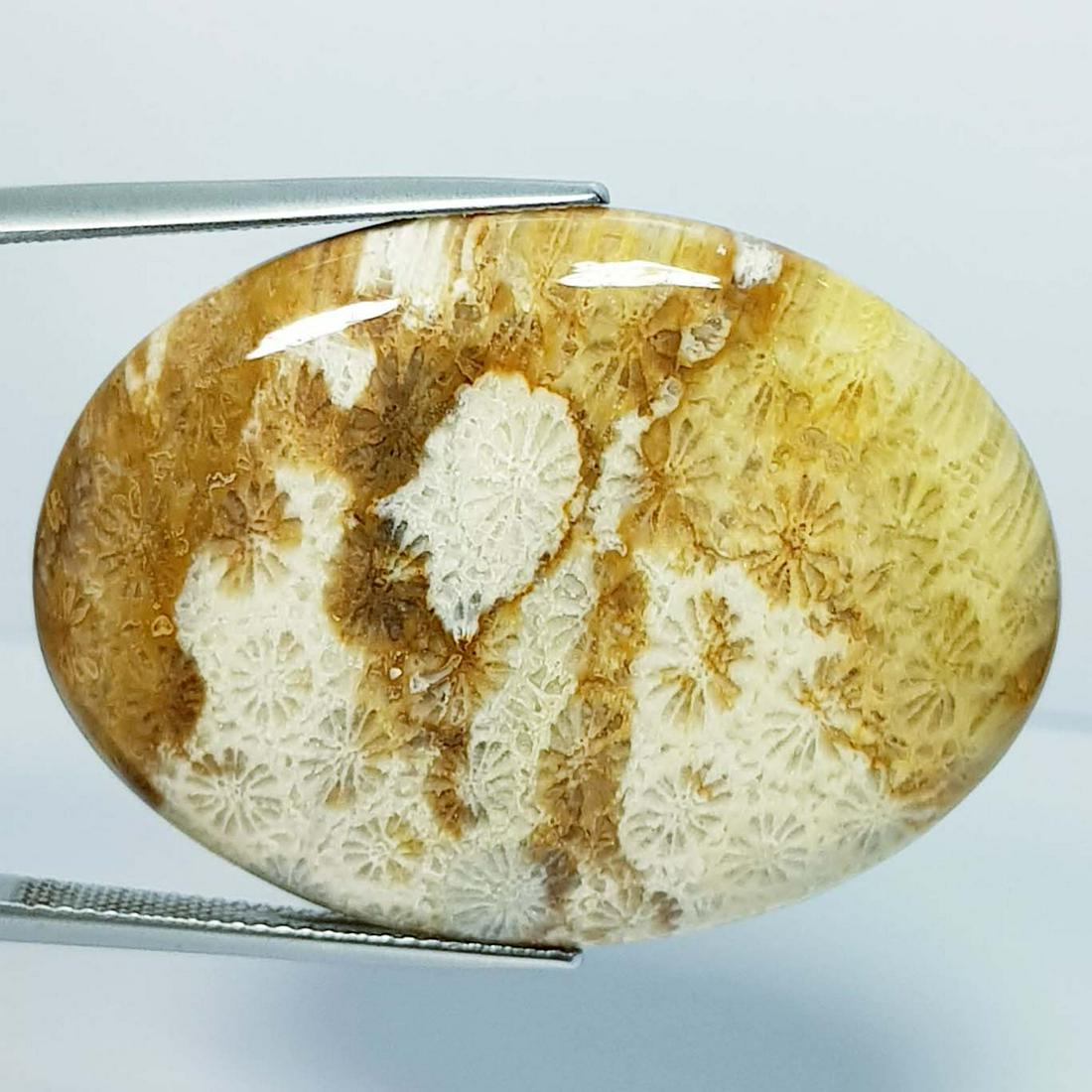 50.44 ct Natural Fossil Coral: No Reserve! Title: 50.44 ct Natural Fossil Coral Stone Color/Clarity: Opaque Carat Weight: 50.44 Dimensions: 38.45 x 28.40 x 5.50 Additional Information: Oval - Brazil Shipping: Domestic: Flat-rate o