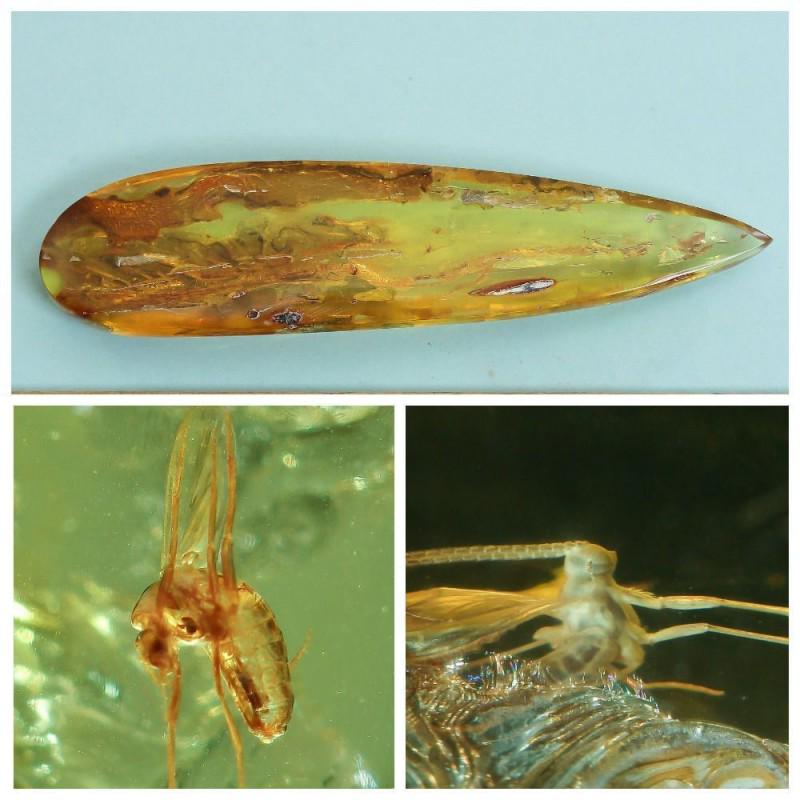 29g Baltic amber with inclusion fly (Diptera) pendant (1 of 12)