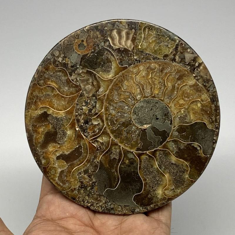 Ammonite fossil round petrifaction reliquiae natural: Name: Ammonite Fossil Size: 4,4 inch (112 mm) x 0,4 inch (10 mm) Weight: 7,4 oz (228 g) Ammonite was considered by the ancients as a symbol of time, allowing to open the gift of foresight. A successfu
