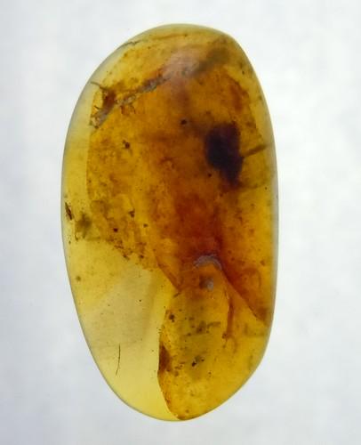 100 MILL YEARS OLD BURMITE AMBER: Title: 100 MILL YEARS OLD BURMITE AMBER Origin: Hukawang Valley, Kachin State, Myanmar Size: 1.95x1.05x0.3 cm / 0.45 gram Description: light brown, transparetn burmite amber with unidentified inclusio